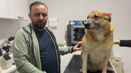 Tatarcık sineğinin ısırdığı 'Murphy' 7 yıldır tedavi görüyor