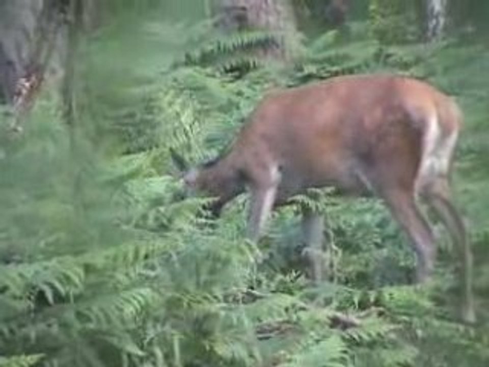 Une biche, des laies, des marcassins, complet 1ère partie