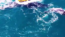Orca Breaching_ Power of the Ocean’s Apex Predator