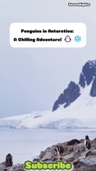 Penguins in Antarctica_ A Chilling Adventure! 🐧❄️