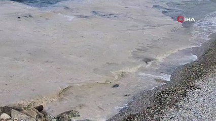 Yalova Kıyılarında Müsilaj Görüldü