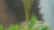 Giant Panda - China's Gentle Giants