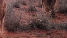 Kangaroo - Australia's Iconic Hoppers