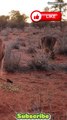 Kangaroo - Australia's Iconic Hoppers