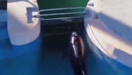 Drone footage exposing conditions at marine park leads to police raid