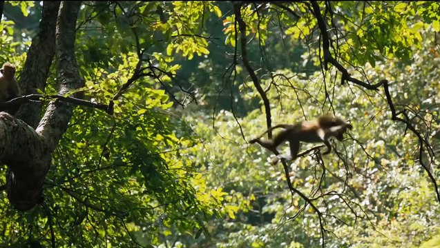 Au royaume des singes (2015) - Bande annonce