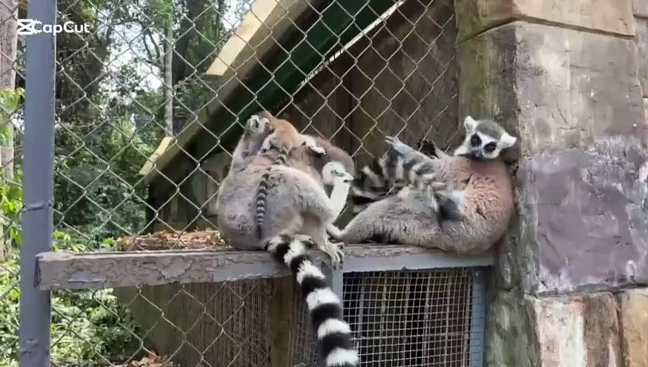 animals enjoying parenting