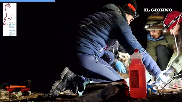 Lupo catturato nel Parco dello Stelvio: in un video i controlli e la liberazione
