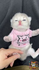 cutest cat #cat #cats