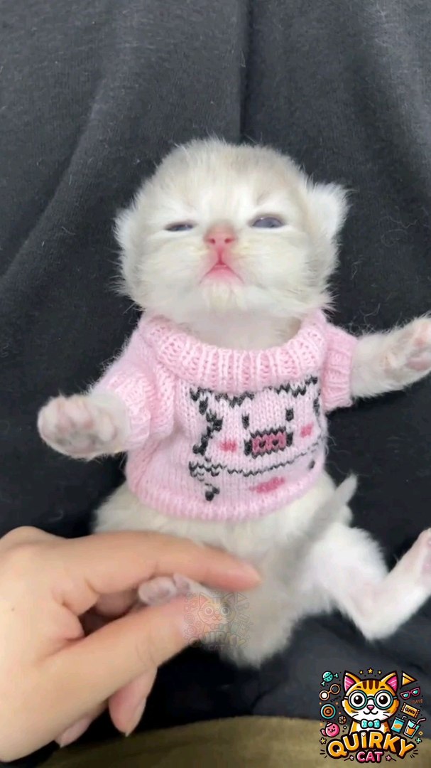 cutest cat #cat #cats