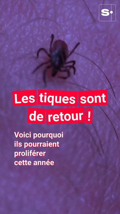 Retour de la saison des tiques : voilà pourquoi les morsures pourraient être plus nombreuses cette année