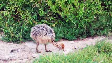 Baby Animals 4K - Amazing World Of Young Animals | Scenic Relaxation Film