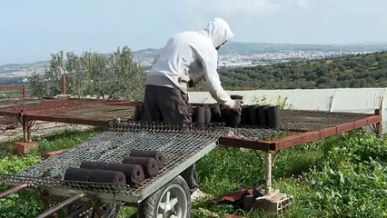 A energia das oliveiras