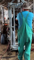 Huge RUSTY NAIL Pulled from COW’s Hoof!