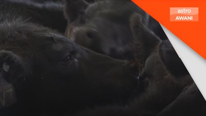 Industri daging lembu Australia yakin terus kukuh