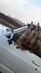 أمر بملاحقة وتعقب صائد الأرانب بالسعودية