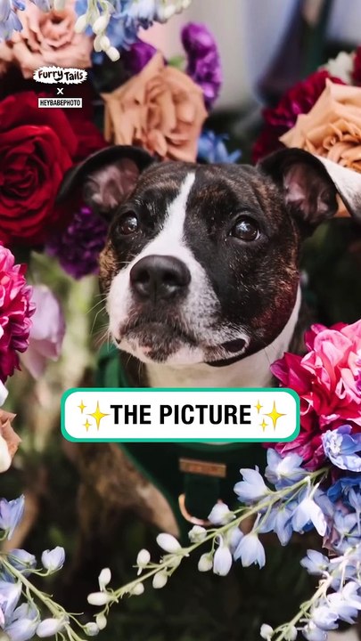 Lach dich schlapp mit Lustige Pfoten Ч. 43