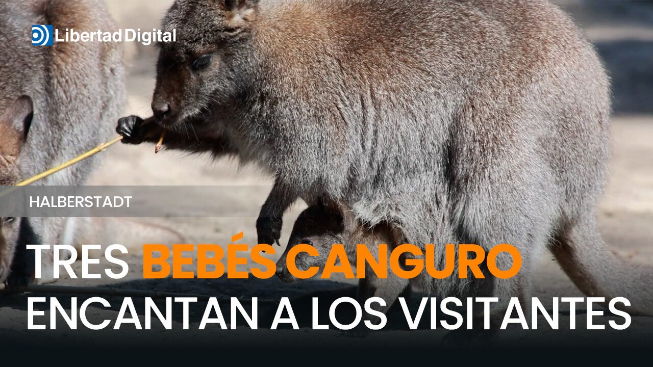 Tres bebés canguro encantan a los visitantes en el zoológico de Halberstadt