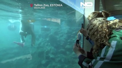 سكادي وكايا.. شقيقتان من الدببة القطبية تستقرّان في حديقة حيوان تالين