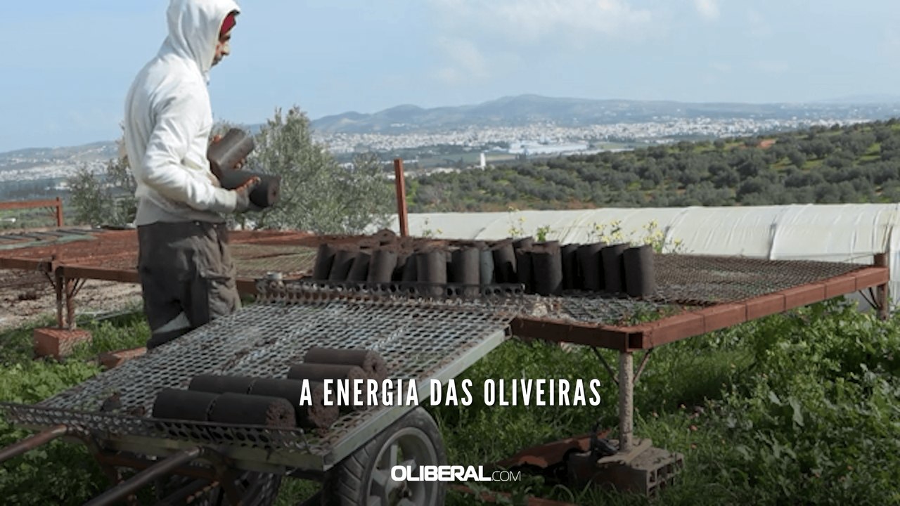 A energia das oliveiras