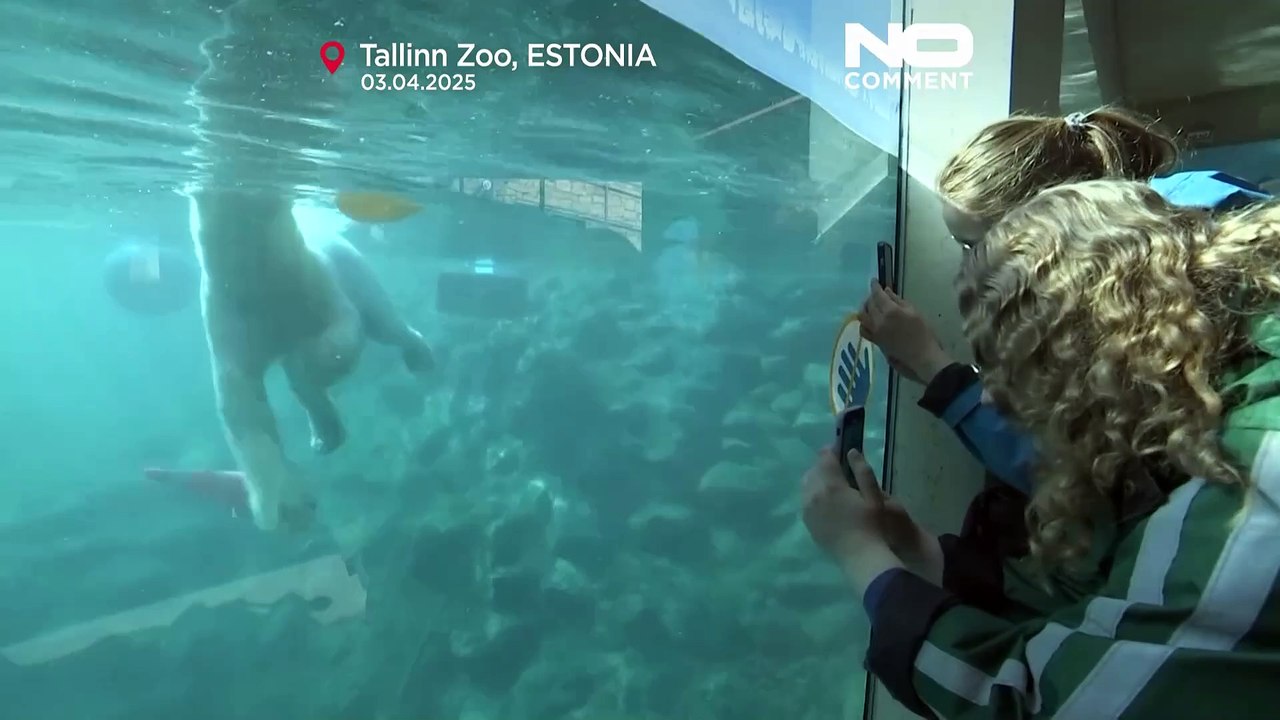 Tallinn: Eisbärenschwestern Skadi und Kaja gewöhnen sich ein