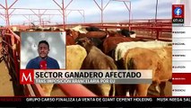 Sector ganadero en Sonora se ve afectado por aranceles de Trump; priorizarán mercado nacional