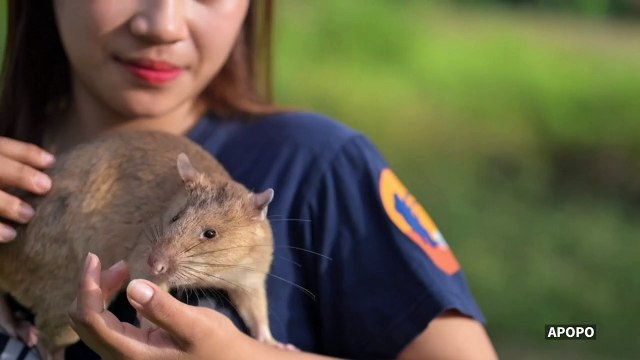 Cambodge: un rat bat un nouveau record de détection de mines