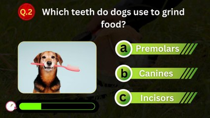 Discover the Hardest Substance in a Dog’s Tooth 🦷 – Test Your Knowledge!