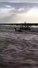 بالفيديو .. السيول تجرف بعض الجمال في أشيقر