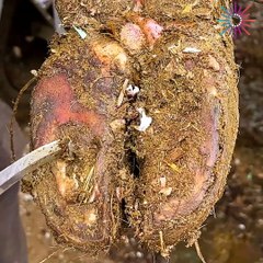 Carving Out a Cow's Hoof and Healing It!