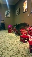 بالفيديو: صاحب الغزال المختفية يتهم إمام مسجد بخطف غزاله وأكله