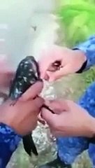 شاهدي كيف هرّب كولومبيين مخدرات للسجناء بالحمام الزاجل