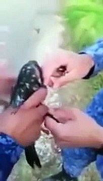 شاهدي كيف هرّب كولومبيين مخدرات للسجناء بالحمام الزاجل