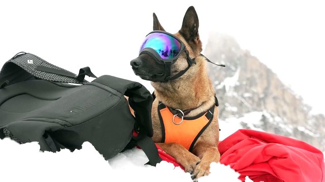 Misión de rescate secreta: ¡Perros héroes salvando vidas en los Alpes italianos!