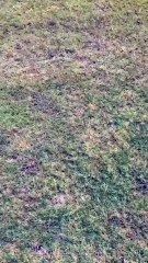 شاهدي بالفيديو لحظة داس الحصان على قدم جسيكا قهواتي!