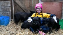Little Girl Welcomes Newborn Lambs and Loves Taking Care of Them