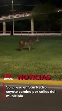 Un coyote apareció en plena Calzada San Pedro, causando revuelo entre los vecinos. Se desconoce cómo llegó al lugar, pero se recomienda a la población mantenerse alerta.