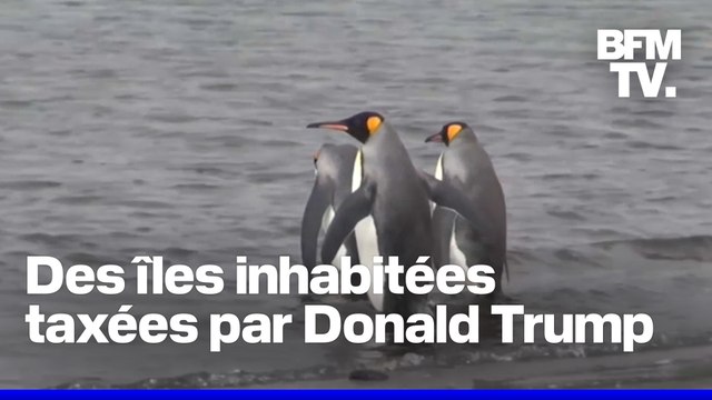 Donald Trump impose des droits de douane de 10% à deux îles peuplées uniquement de pingouins