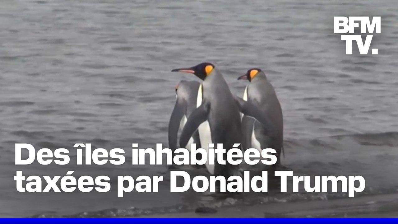 Donald Trump impose des droits de douane de 10% à deux îles peuplées uniquement de pingouins
