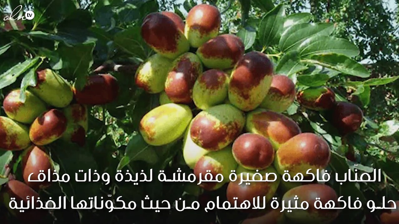 ماذا تعرفين عن فوائد فاكهة العنّاب؟ - فيديو Dailymotion