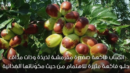 ماذا تعرفين عن فوائد فاكهة العنّاب؟