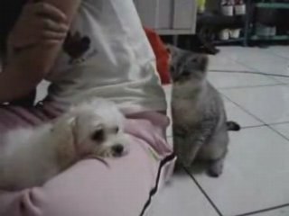 Chat qui cherche la baston