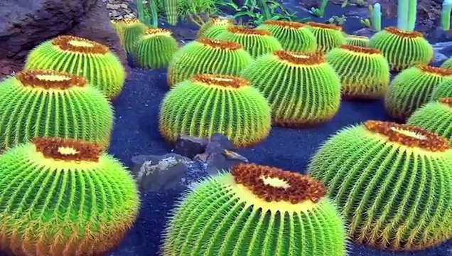 أفضل النباتات لتنقية هواء المنزل من السموم