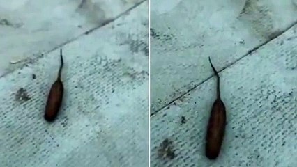 شاب يرصد بالفيديو ظهور كائن غريب.. وهكذا علق العلماء!