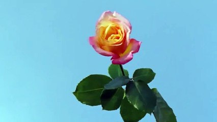 شاهدي جمال الساتان ورونق الماس في ساعة ديور!