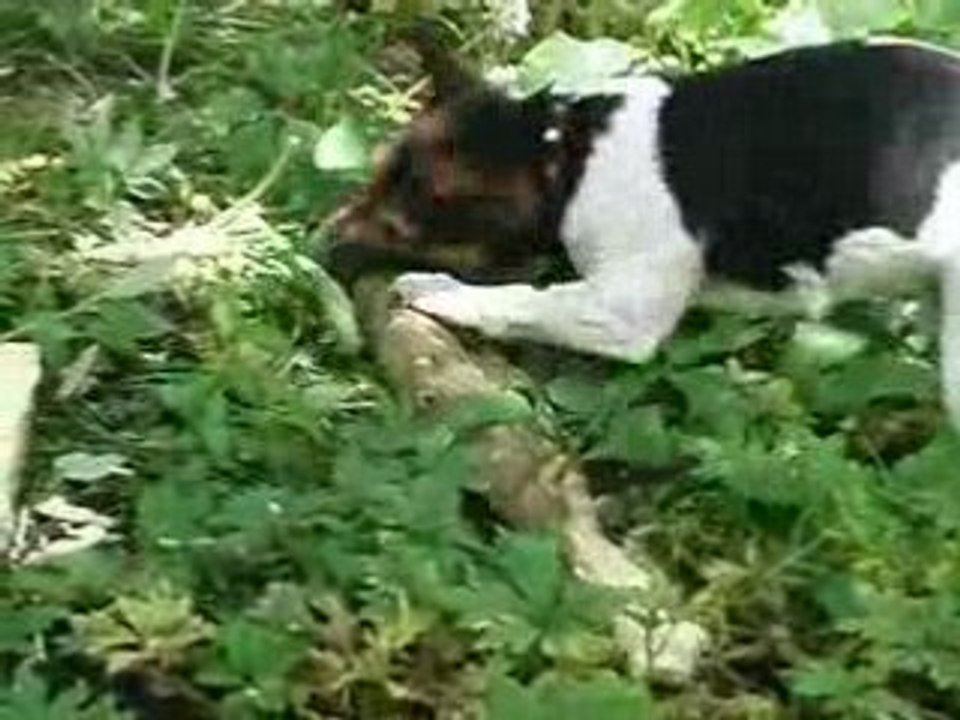 Astuce dans les bois