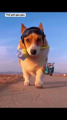 The World of Playful Pups - Episode 33