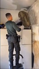 Tamanduá é encontrado em cima de armário de residência em Guarujá; VÍDEO