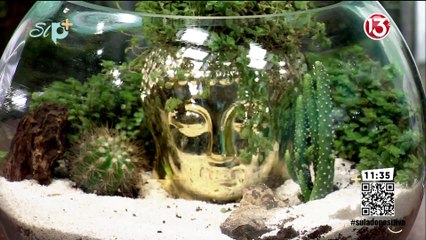 Entrevista - Le mostramos los cuidados que requiere un terrario