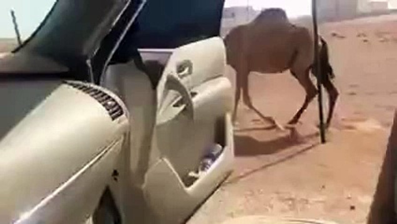 شاب سعودي يقوم بتحدي كيكي بطريقة ساخرة برفقة جمل